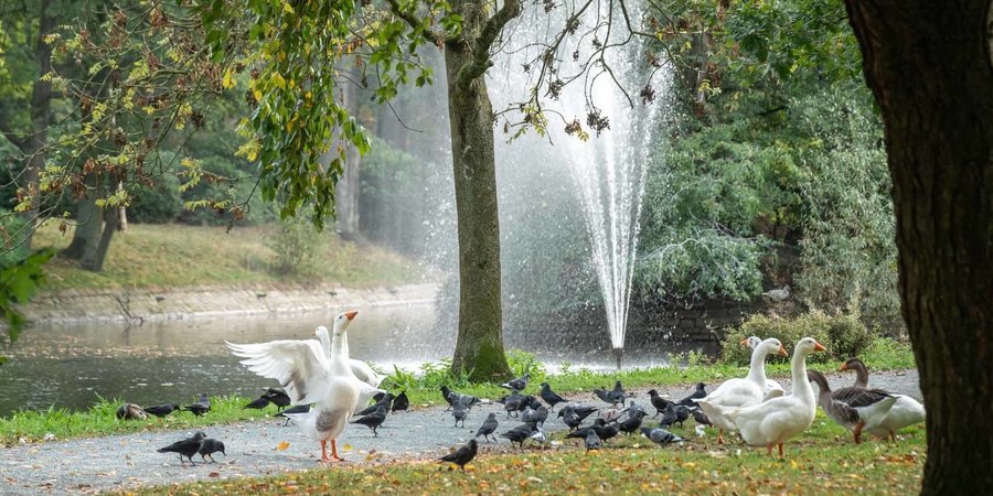 Vijver en fontein park Sorghvliedt